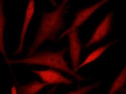 Invitrogen TSC22D1 Recombinant Rabbit Monoclonal Antibody (040) 100 &mu;L | Buy Online | Invitrogen&trade; | Fisher Scientific