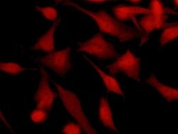 Invitrogen TSC22D1 Recombinant Rabbit Monoclonal Antibody (110) 100 &mu;L | Buy Online | Invitrogen&trade; | Fisher Scientific