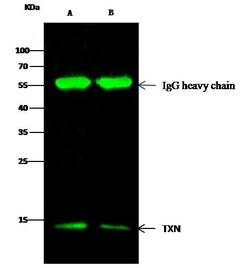 Invitrogen Thioredoxin 1 Recombinant Rabbit Monoclonal Antibody (116) 100