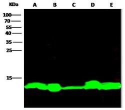 Invitrogen Thioredoxin 1 Recombinant Rabbit Monoclonal Antibody (116) 100