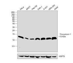 Invitrogen Thioredoxin 1 Recombinant Rabbit Monoclonal Antibody (116) 100