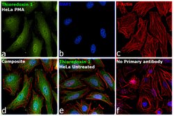 Invitrogen Thioredoxin 1 Recombinant Rabbit Monoclonal Antibody (214) 100 &mu;L | Buy Online | Invitrogen&trade; | Fisher Scientific