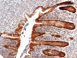 Invitrogen Thioredoxin 1 Recombinant Rabbit Monoclonal Antibody (214) 100 &mu;L | Buy Online | Invitrogen&trade; | Fisher Scientific