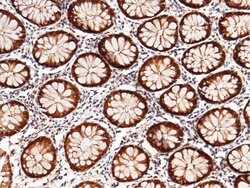 Invitrogen Thioredoxin 1 Recombinant Rabbit Monoclonal Antibody (214) 100 &mu;L | Buy Online | Invitrogen&trade; | Fisher Scientific