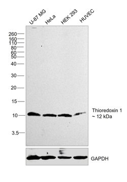Invitrogen Thioredoxin 1 Recombinant Rabbit Monoclonal Antibody (214) 100 &mu;L | Buy Online | Invitrogen&trade; | Fisher Scientific