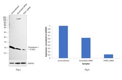 Invitrogen Thioredoxin 1 Recombinant Rabbit Monoclonal Antibody (214) 100 &mu;L | Buy Online | Invitrogen&trade; | Fisher Scientific