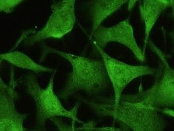 Invitrogen TrxR1 Monoclonal Antibody (02) 100 &mu;L; Unconjugated:Antibodies,
