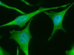 Invitrogen TrxR1 Monoclonal Antibody (06) 100 &mu;L; Unconjugated:Antibodies,