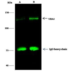 Invitrogen UBE1 Monoclonal Antibody (05) 100 &mu;L; Unconjugated:Antibodies,