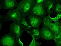 Invitrogen PGP9.5 Recombinant Rabbit Monoclonal Antibody (104) 100 &mu;L;