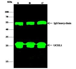 Invitrogen PGP9.5 Recombinant Rabbit Monoclonal Antibody (104) 100 &mu;L;