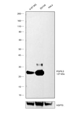Invitrogen PGP9.5 Recombinant Rabbit Monoclonal Antibody (104) 100 &mu;L;