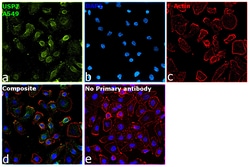 Invitrogen USP7 Monoclonal Antibody (03) 100 &mu;L; Unconjugated:Antibodies,