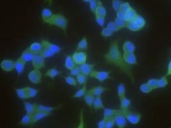 Invitrogen 14-3-3 beta Monoclonal Antibody (03) 100 &mu;L; Unconjugated:Antibodies,