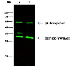 Invitrogen 14-3-3 eta Monoclonal Antibody (06) 100 &mu;L; Unconjugated:Antibodies,