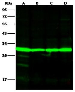 Invitrogen 14-3-3 eta Monoclonal Antibody (06) 100 &mu;L; Unconjugated:Antibodies,