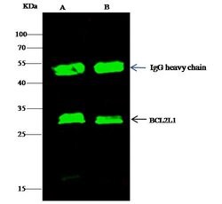 Invitrogen Bcl-xL Recombinant Rabbit Monoclonal Antibody (036) 100 &mu;L | Buy Online | Invitrogen&trade; | Fisher Scientific