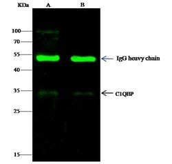 Invitrogen C1QBP Recombinant Rabbit Monoclonal Antibody (106) 100 &mu;L;