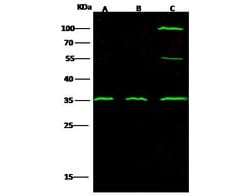 Invitrogen C1QBP Recombinant Rabbit Monoclonal Antibody (106) 100 &mu;L;