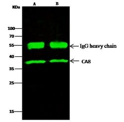 Invitrogen Carbonic Anhydrase VIII Recombinant Rabbit Monoclonal Antibody