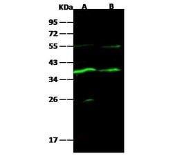 Invitrogen Carbonic Anhydrase VIII Recombinant Rabbit Monoclonal Antibody