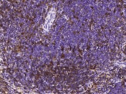 Invitrogen CD180 Recombinant Rabbit Monoclonal Antibody (105) 100 &mu;L | Buy Online | Invitrogen&trade; | Fisher Scientific