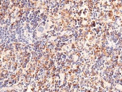 Invitrogen DCL-1 Recombinant Rabbit Monoclonal Antibody (071) 100 &mu;L;