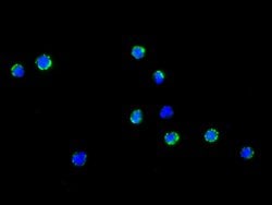 Invitrogen CD34 Recombinant Rabbit Monoclonal Antibody (013) 100 &mu;L;