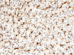 Invitrogen CD34 Recombinant Rabbit Monoclonal Antibody (013) 100 &mu;L;