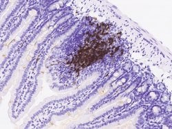 Invitrogen CD79b Recombinant Rabbit Monoclonal Antibody (003) 100 &mu;L;