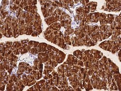 Invitrogen CEL Recombinant Rabbit Monoclonal Antibody (063) 100 &mu;L;