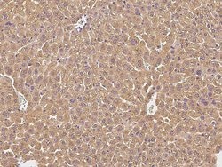 Invitrogen Complement Factor H Recombinant Rabbit Monoclonal Antibody (012)