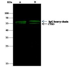 Invitrogen Cathepsin D Recombinant Rabbit Monoclonal Antibody (102) 100