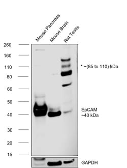 Invitrogen EpCAM Recombinant Rabbit Monoclonal Antibody (002) 100 &mu;L;
