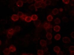 Invitrogen FAS Recombinant Rabbit Monoclonal Antibody (004) 100 &mu;L;