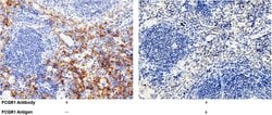 Invitrogen&trade;&nbsp;CD64 Recombinant Rabbit Monoclonal Antibody (1)