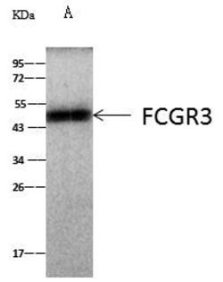 Invitrogen CD16/CD32 Recombinant Rabbit Monoclonal Antibody (015) 100 &mu;L | Buy Online | Invitrogen&trade; | Fisher Scientific