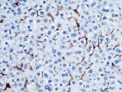 Invitrogen CD16-2 Recombinant Rabbit Monoclonal Antibody (011) 100 &mu;L;