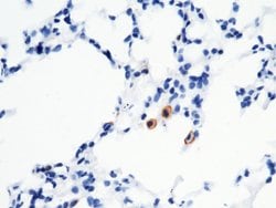 Invitrogen CD16-2 Recombinant Rabbit Monoclonal Antibody (011) 100 &mu;L;