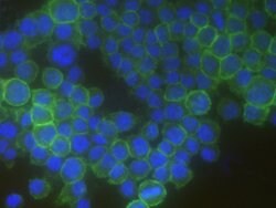 Invitrogen CD16-2 Recombinant Rabbit Monoclonal Antibody (012) 100 &mu;L | Buy Online | Invitrogen&trade; | Fisher Scientific