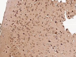 Invitrogen GFR alpha-1 Recombinant Rabbit Monoclonal Antibody (009) 100