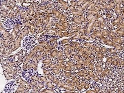 Invitrogen GFR alpha-1 Recombinant Rabbit Monoclonal Antibody (009) 100