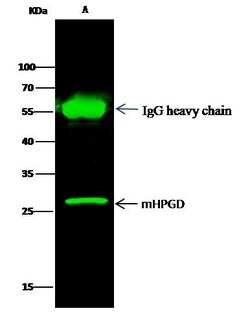 Invitrogen 15-PGDH Recombinant Rabbit Monoclonal Antibody (101) 100 &mu;L;