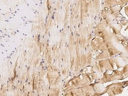 Invitrogen&trade;&nbsp;IGFBP6 Recombinant Rabbit Monoclonal Antibody (104)