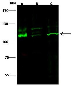 Invitrogen c-Kit Recombinant Rabbit Monoclonal Antibody (017) 100 &mu;L;