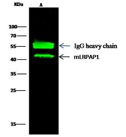 Invitrogen RAP Recombinant Rabbit Monoclonal Antibody (009) 100 &mu;L;