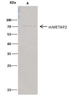 METAP2 Recombinant Rabbit Monoclonal Antibody (010):Antibodies, Recombinant