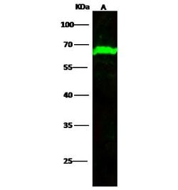 METAP2 Recombinant Rabbit Monoclonal Antibody (010):Antibodies, Recombinant