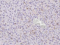 Invitrogen CD204 Recombinant Rabbit Monoclonal Antibody (004) 100 &mu;L;