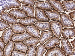 Invitrogen NAALADL1 Recombinant Rabbit Monoclonal Antibody (022) 100 &mu;L;